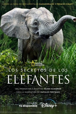 Los secretos de los elefantes Online